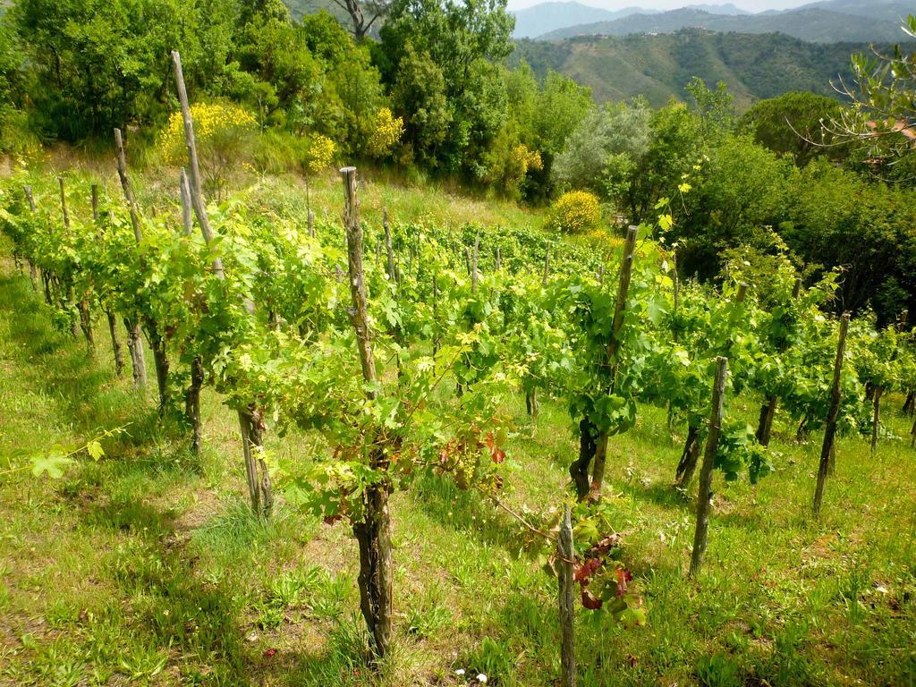 Sessa Cilento Benvenuti Nel Sud Bed & Breakfast エクステリア 写真