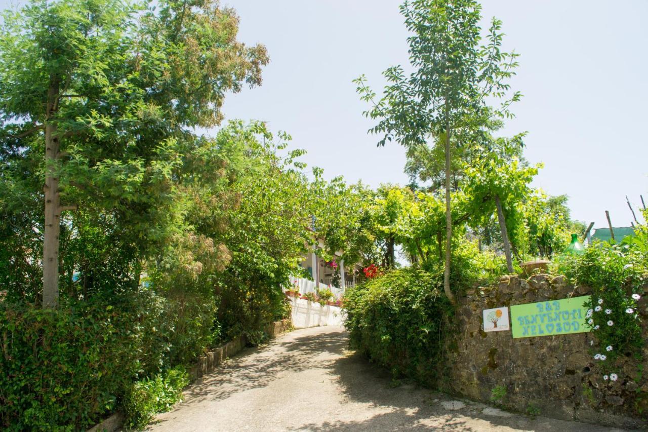 Sessa Cilento Benvenuti Nel Sud Bed & Breakfast エクステリア 写真